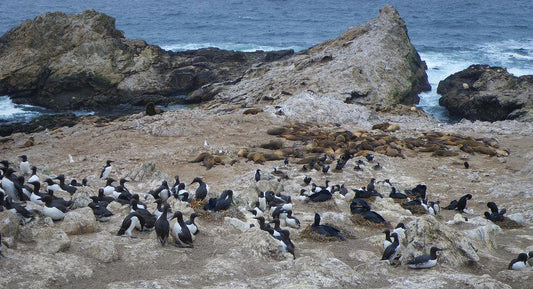 The Farallon Islands Aerial Drop Rat Poison Project