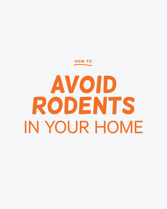 How to: avoid rodents in your home