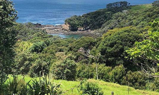 Controlling rats brings birds back to the mainland