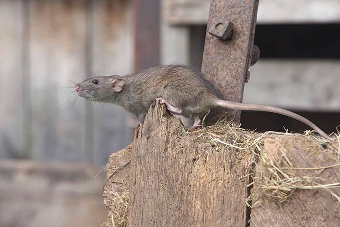 How to get rid of mice when mouse traps don't work