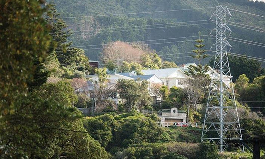Suburban Wellington trapper sees birds return and trees recover