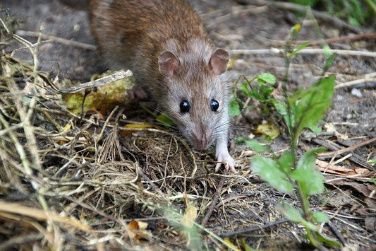 Why to choose non-toxic rodent control