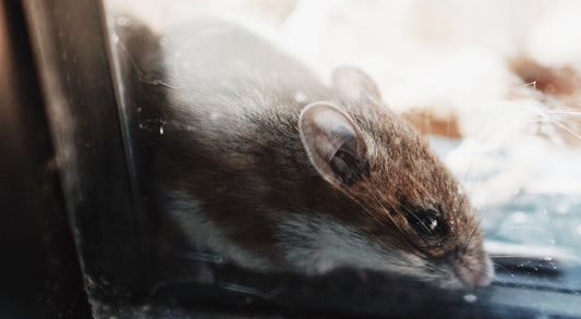 What Are The Differences Between Rats & Mice?